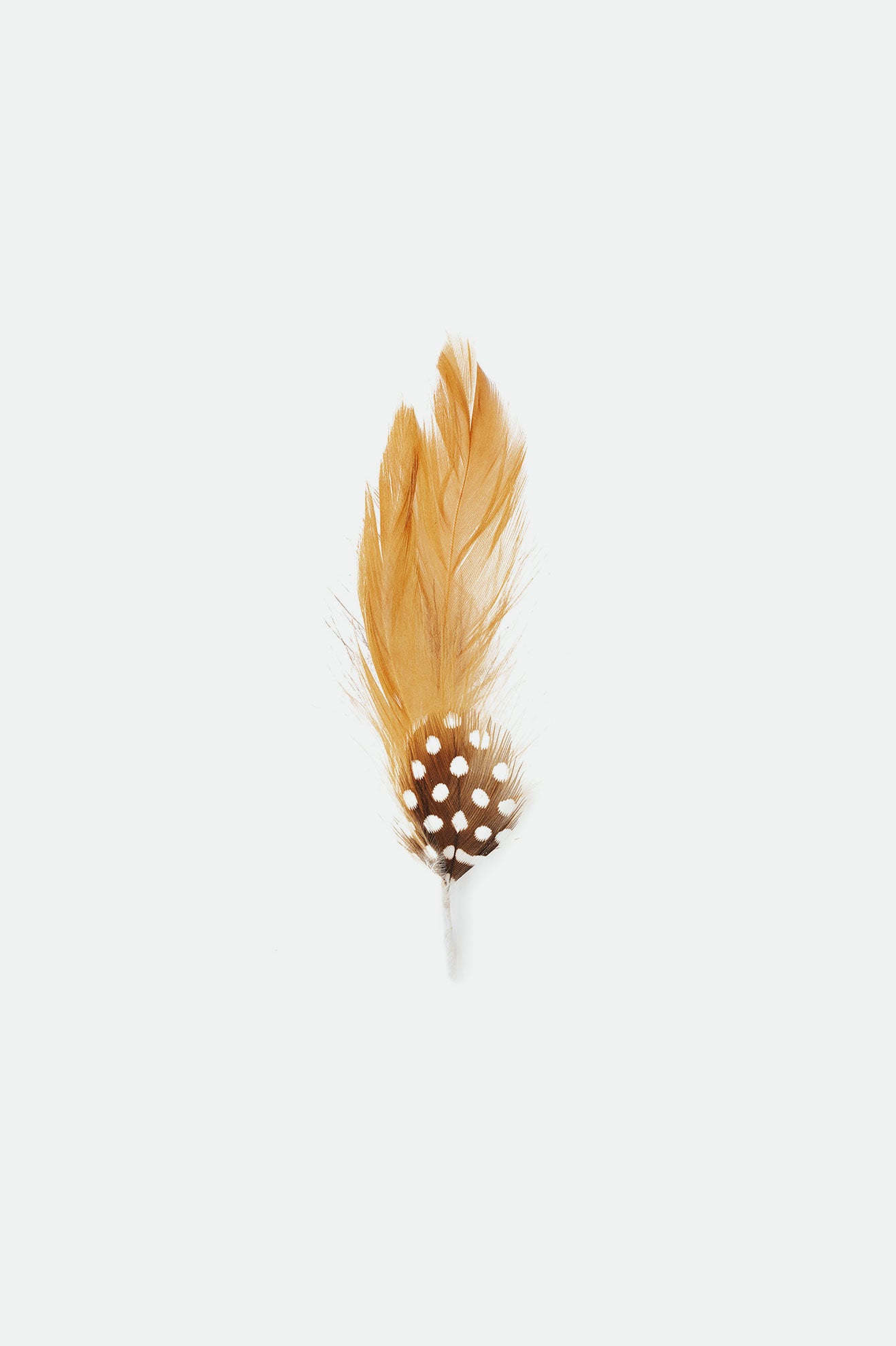 Accesorios Brixton Brad Universal Hat Feather Unisex Marrones | NSQPBY014